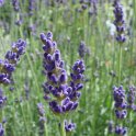 Lavandula angustifolia fleur